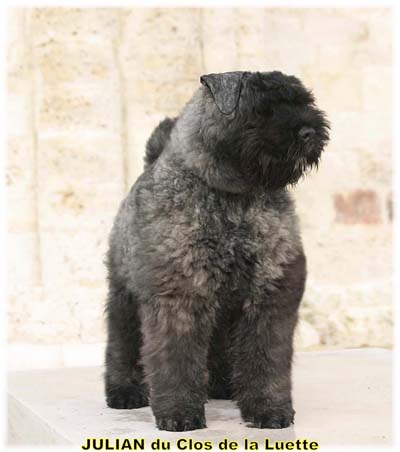 JULIAN XOXO © Elevage de bouviers des flandres du Clos de la Luette specialisé pour le bouvier des flandres Copyrigth depose